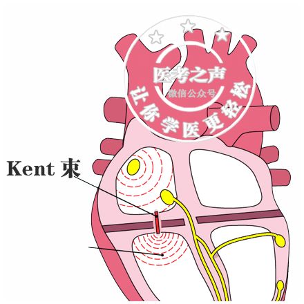心电图秒懂,心电图零基础都秒懂