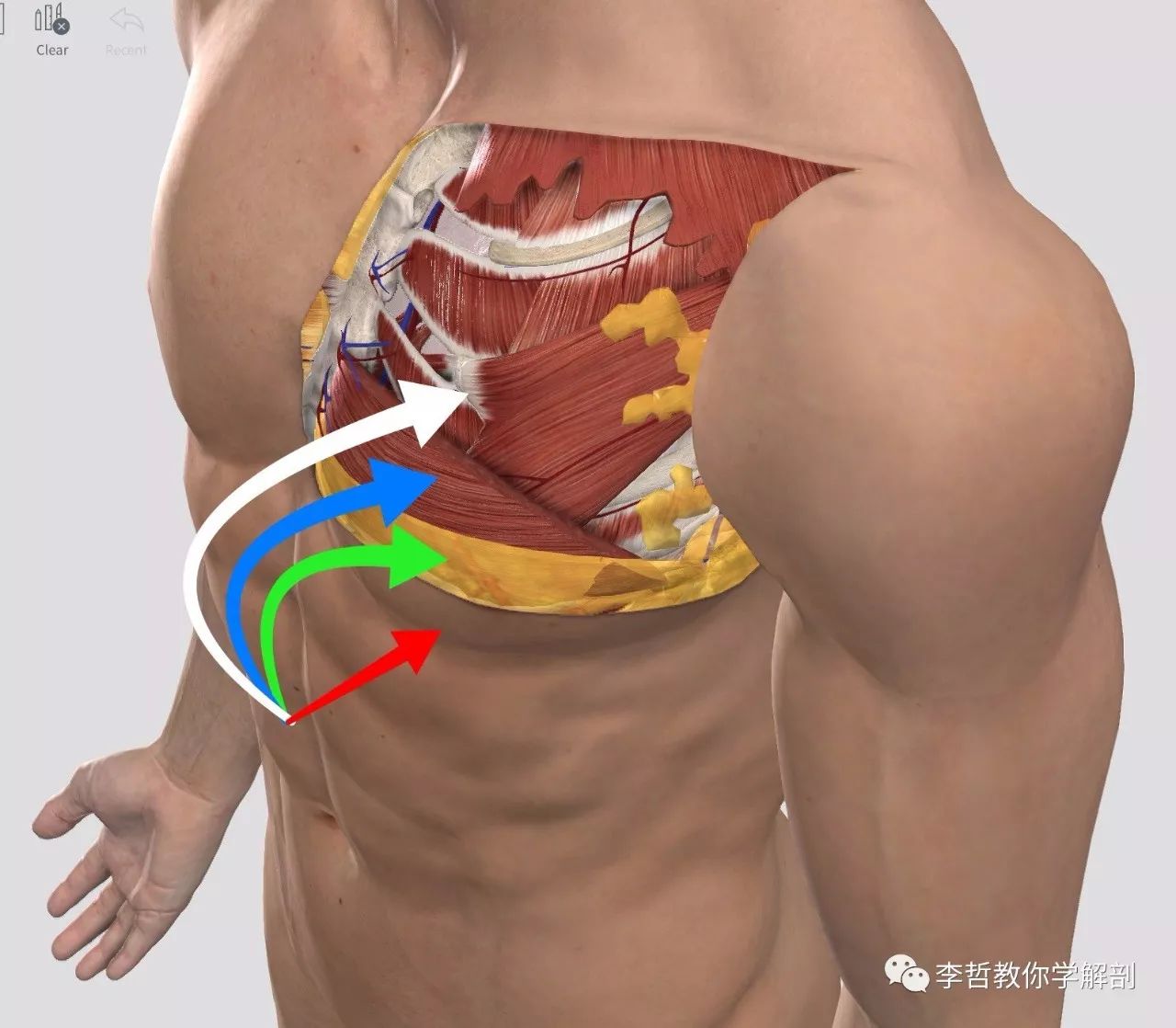 肌肉疼痛是该锻炼还是松解,肌肉的疼痛感是通过什么来控制