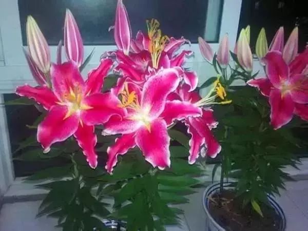 有什么比较特殊也比较好看的鲜花,什么鲜花比较有特色又好看