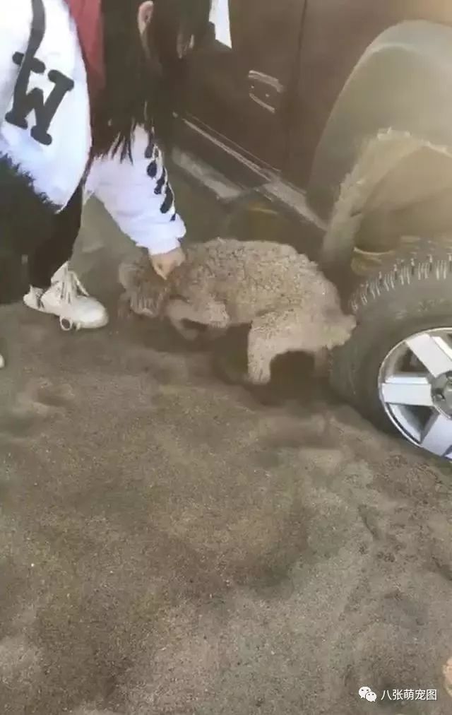 小泰迪用爪子刨窝,小泰迪刨地