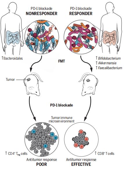抗癌微生物疗法,nature免疫治疗最新突破