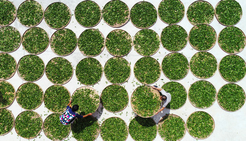 teacha“都来自中国美媒解读茶的叫法如何”全球化