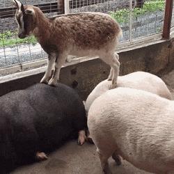 囧叔吐槽,囧吐槽