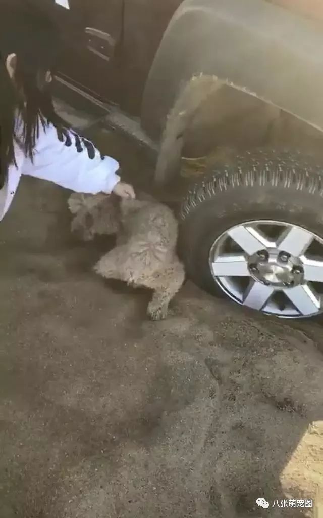 小泰迪用爪子刨窝,小泰迪刨地