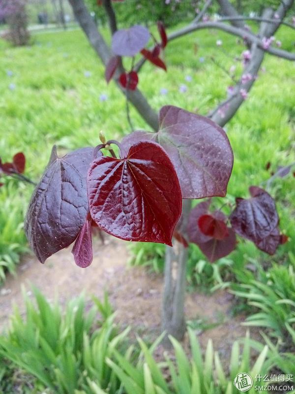 如何评价小米刚发布的红米note3,小米红米备用机推荐300以下