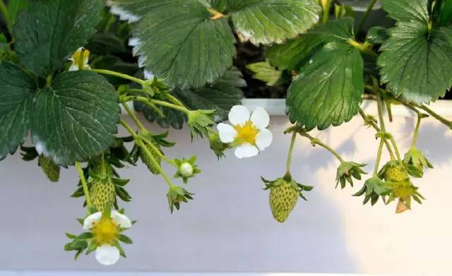 沂水妙香草莓,沂水草莓采摘园