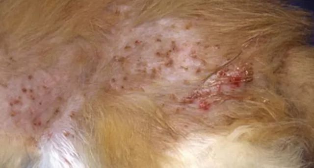 铲屎官对猫粮过敏,铲屎官猫过敏