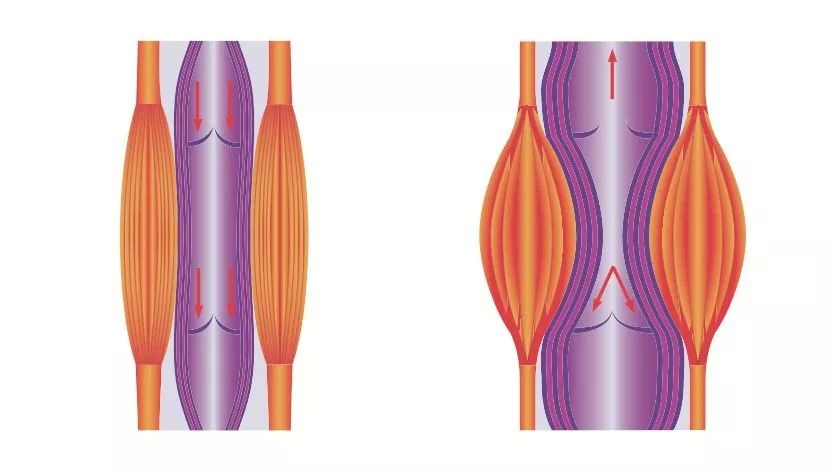 肌肉疼痛是该锻炼还是松解,肌肉的疼痛感是通过什么来控制