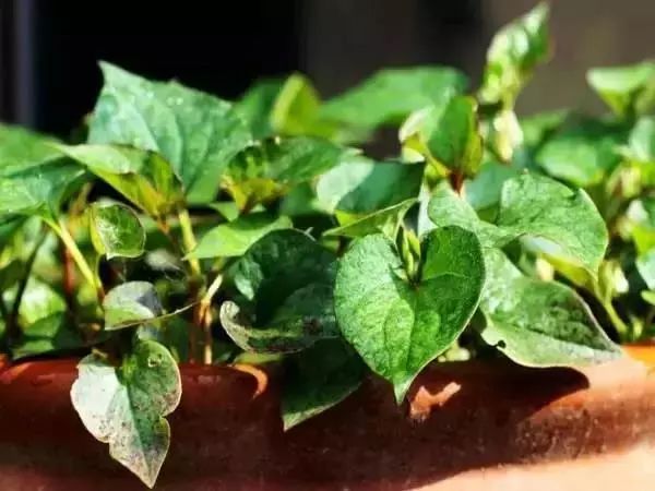 有什么比较特殊也比较好看的鲜花,什么鲜花比较有特色又好看