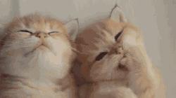 囧叔吐槽,囧吐槽