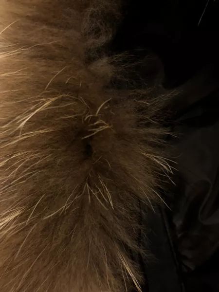 鎶勮鐨勬渶楂樺鐣屾湁澶氶珮,canadagoose