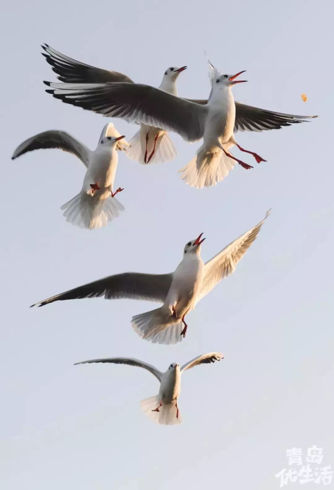 为什么青岛人性格很孤僻,青岛女生的性格特征