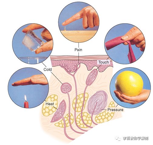 肌肉疼痛是该锻炼还是松解,肌肉的疼痛感是通过什么来控制