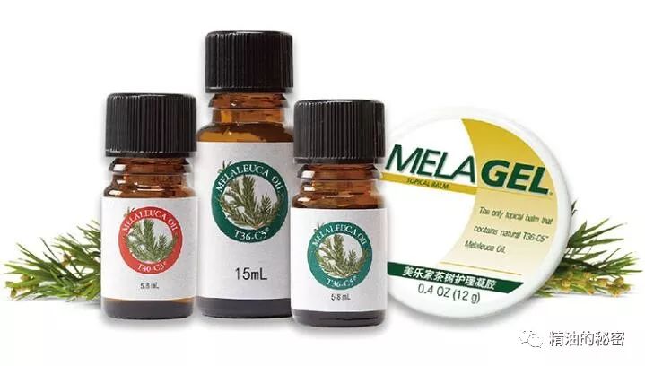 茶树精油单方精油,茶树精油的八大功效