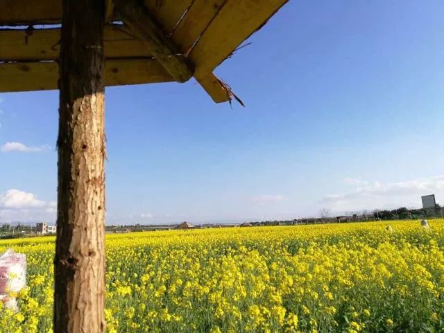 蒙自尼苏小镇油菜花,蒙自油菜花在尼苏小镇哪里