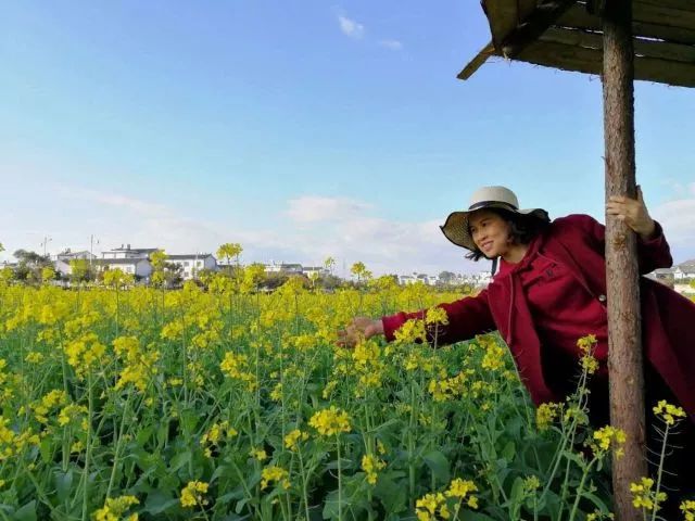 蒙自尼苏小镇油菜花,蒙自油菜花在尼苏小镇哪里