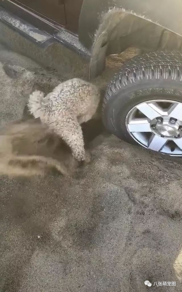 小泰迪用爪子刨窝,小泰迪刨地