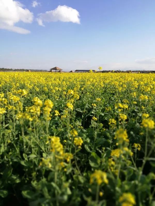 蒙自尼苏小镇油菜花,蒙自油菜花在尼苏小镇哪里