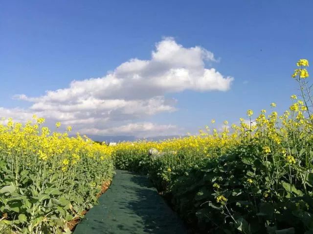 蒙自尼苏小镇油菜花,蒙自油菜花在尼苏小镇哪里