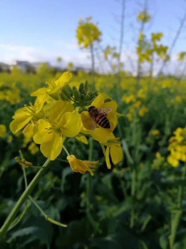 蒙自尼苏小镇油菜花,蒙自油菜花在尼苏小镇哪里