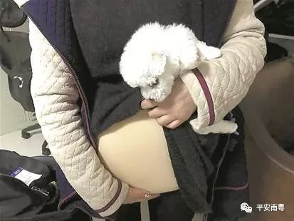 女学生扮孕妇藏狗,女子扮孕妇藏狗被抓