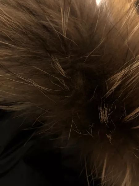 鎶勮鐨勬渶楂樺鐣屾湁澶氶珮,canadagoose