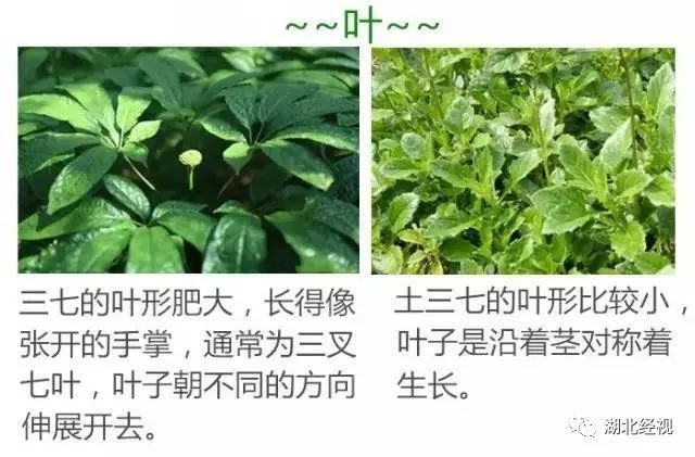 仅仅一字之差,60岁阿姨就吃中了毒……很多人都搞混了