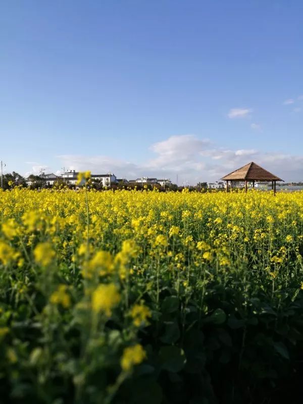 蒙自尼苏小镇油菜花,蒙自油菜花在尼苏小镇哪里