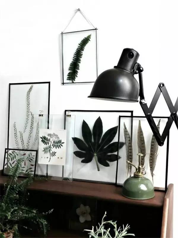 学做家庭植物微景观,做植物标本能学到什么