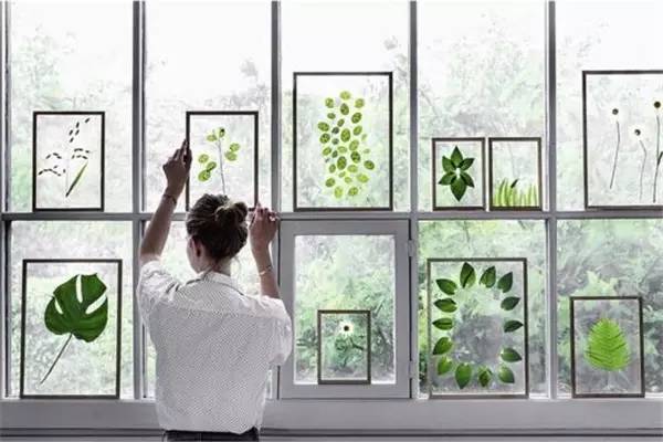 学做家庭植物微景观,做植物标本能学到什么