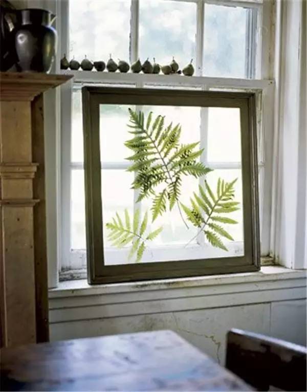 学做家庭植物微景观,做植物标本能学到什么