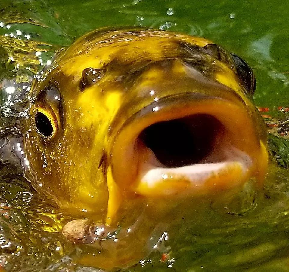 关于锦鲤你都知道哪些内容,关于锦鲤你有什么看法