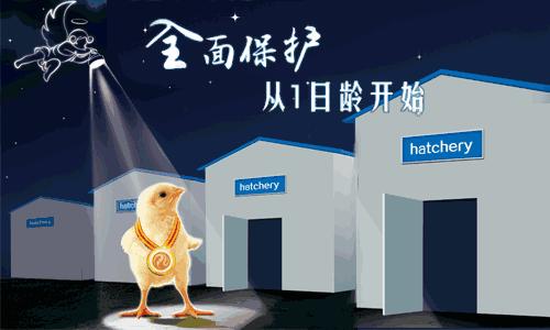 禽支原体治疗最好方案,禽支原体特效药