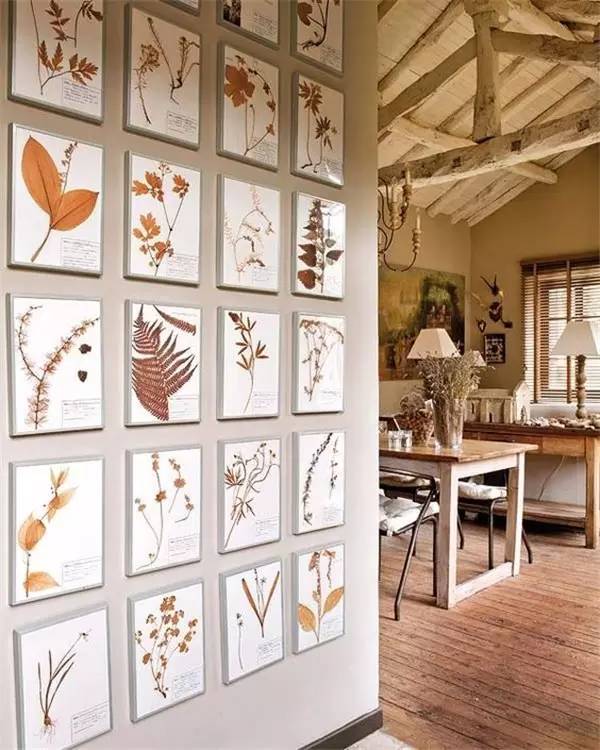 学做家庭植物微景观,做植物标本能学到什么