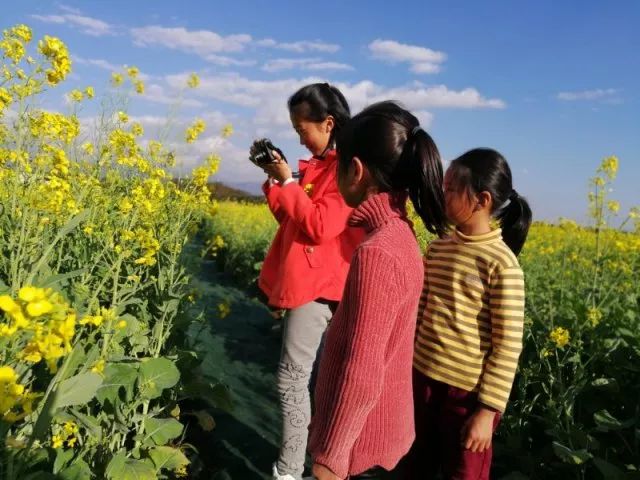 蒙自尼苏小镇油菜花,蒙自油菜花在尼苏小镇哪里