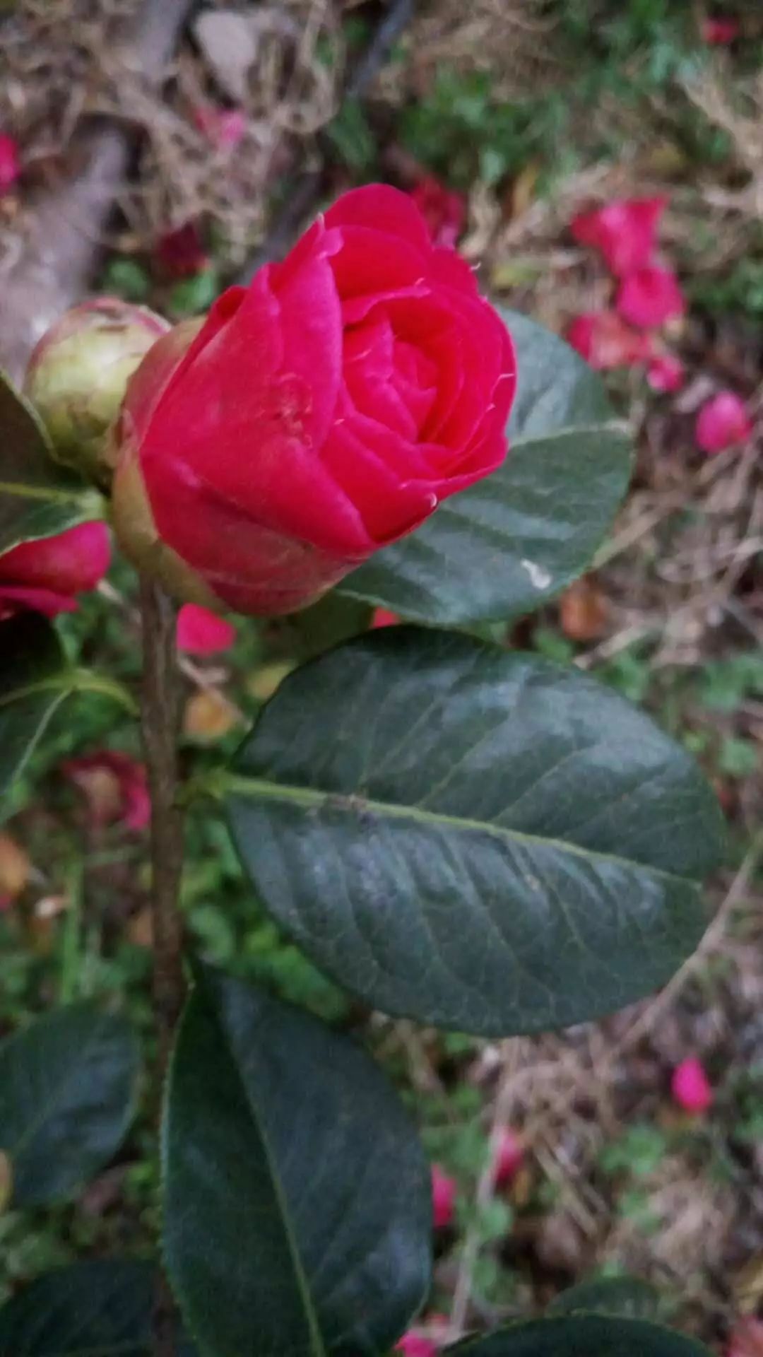 紫溪山茶花观赏时间,云南楚雄紫溪山茶花