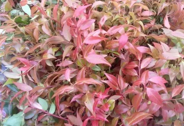 南烛盆景扦插,南烛景观树