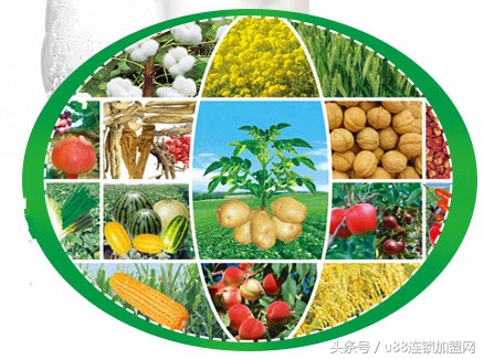 天畅农作物提取│1-2人在家开工厂把大豆变成黄金半年买车买房