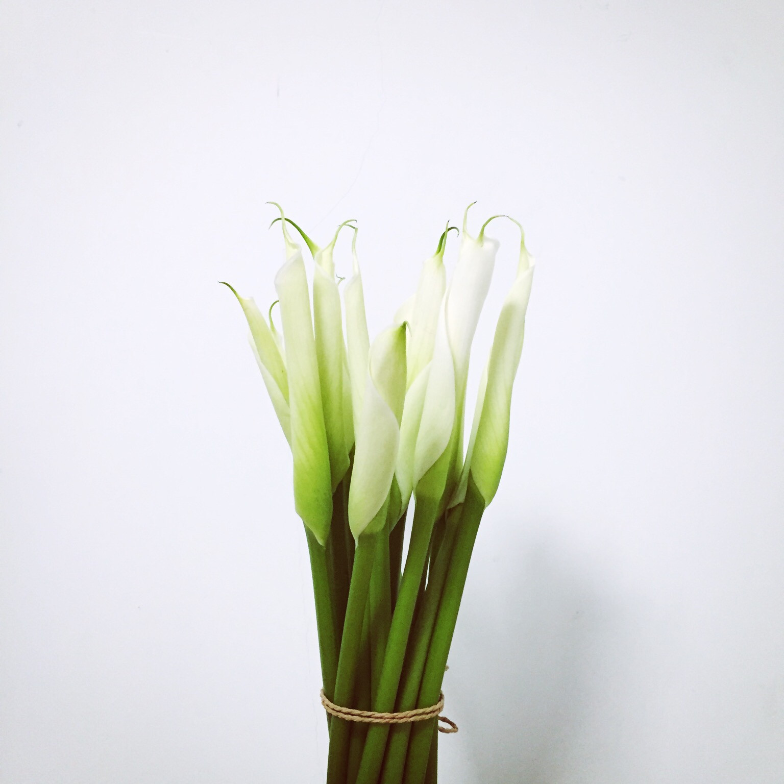 每天一花马蹄莲,一月花开马蹄莲