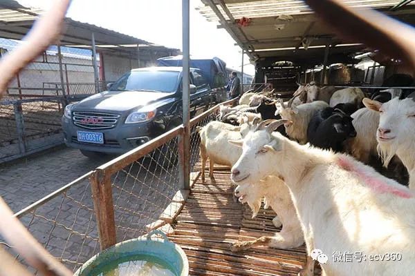 魏朝柯:帅铃T6,旅程有你不孤单|卡车之友网