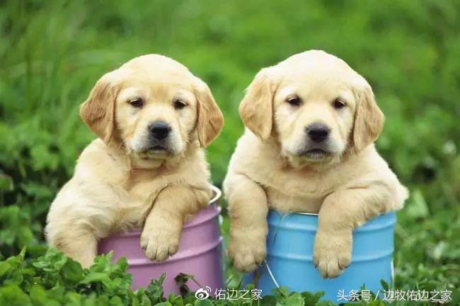 狗狗小常识视频,狗狗小常识文字大全