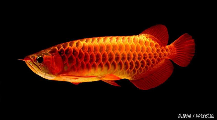 一个娇妻,一双儿女,一缸名贵龙鱼,这才是80后男人应该过的生活