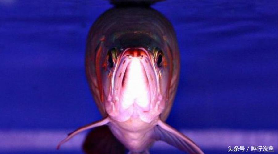 一个娇妻,一双儿女,一缸名贵龙鱼,这才是80后男人应该过的生活