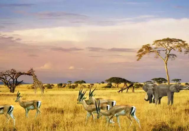 南非线路攻略|与鲨共舞、沙漠开花、隔海观鲸,你了解非洲吗?