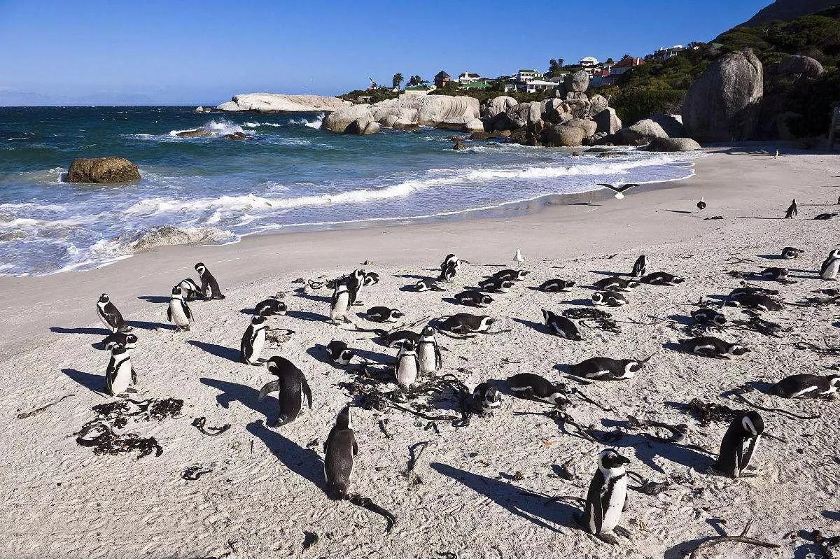 南非线路攻略|与鲨共舞、沙漠开花、隔海观鲸,你了解非洲吗?