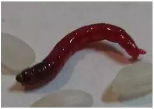 蚯蚓红虫怎么区分公母视频,红虫喂鱼还需要分公母吗
