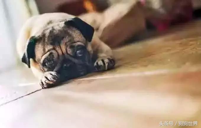 狗狗呕吐的常见原因和应对,导致狗狗呕吐常见的8个原因