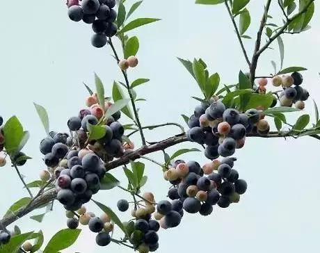 南烛盆景扦插,南烛景观树