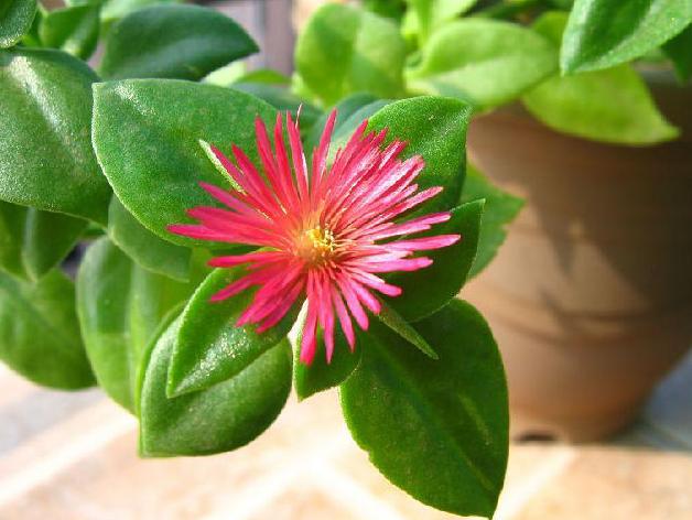 牡丹吊兰烂根的解决方法,牡丹吊兰烂根是什么原因