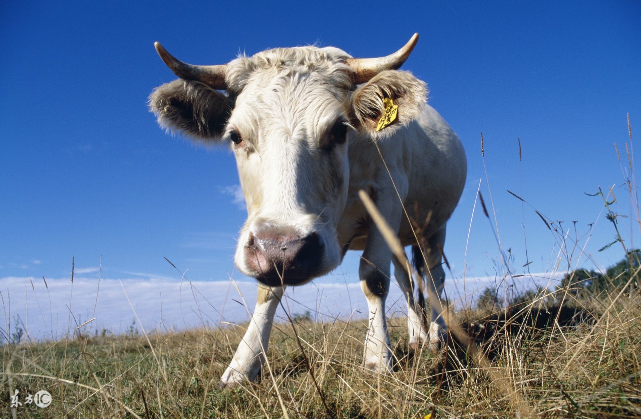 2023年属牛的生肖运程及运势如何,属牛人的算命表